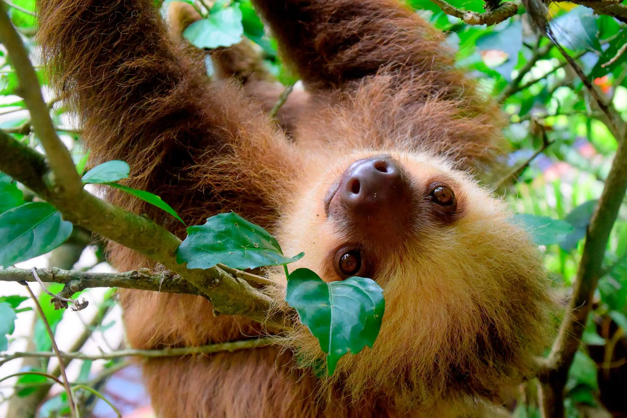 Oso perezoso en los jardines tropicales del Hotel Arenal Montechiari